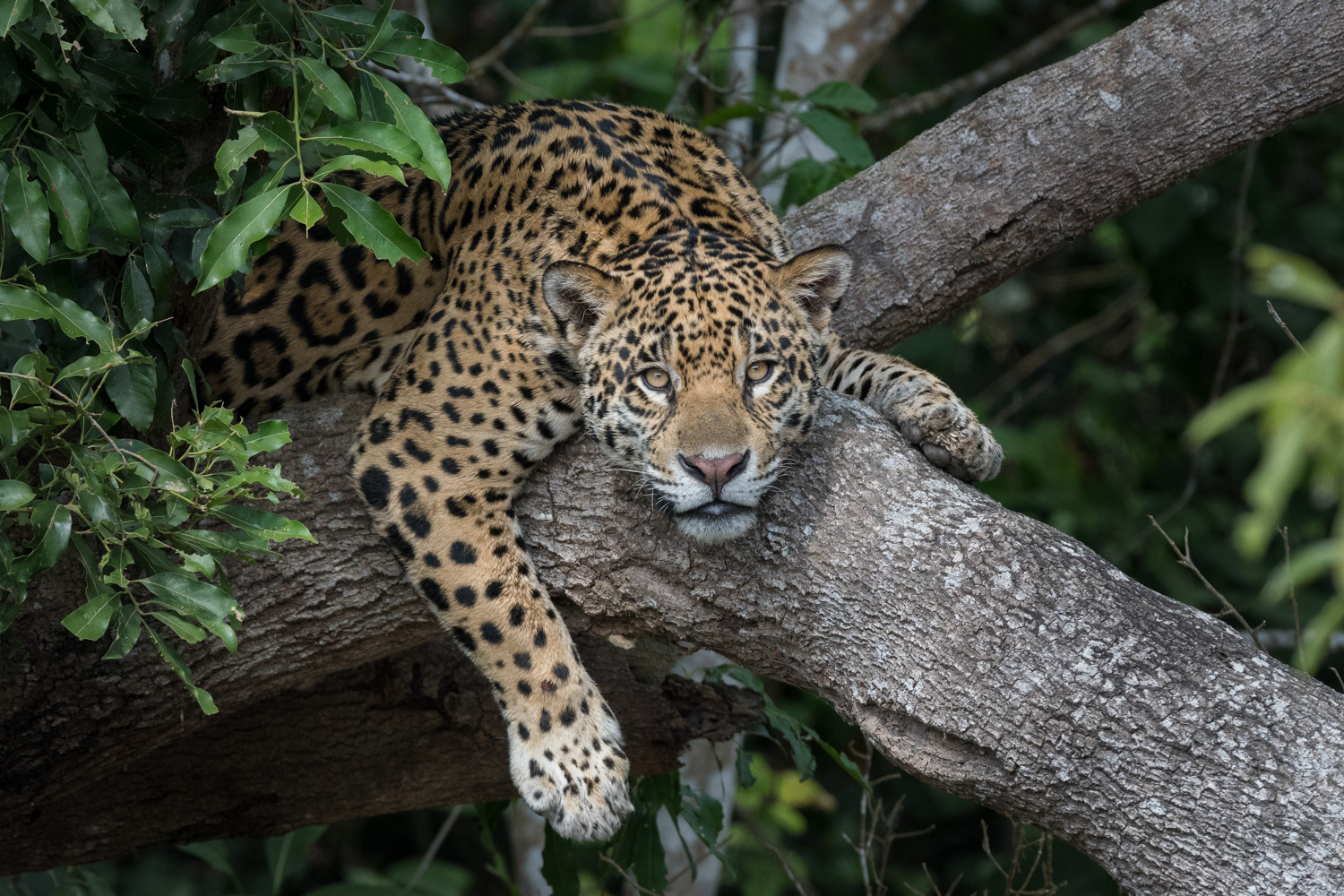 2024 Jaguars & Wildlife of Brazil's Pantanal