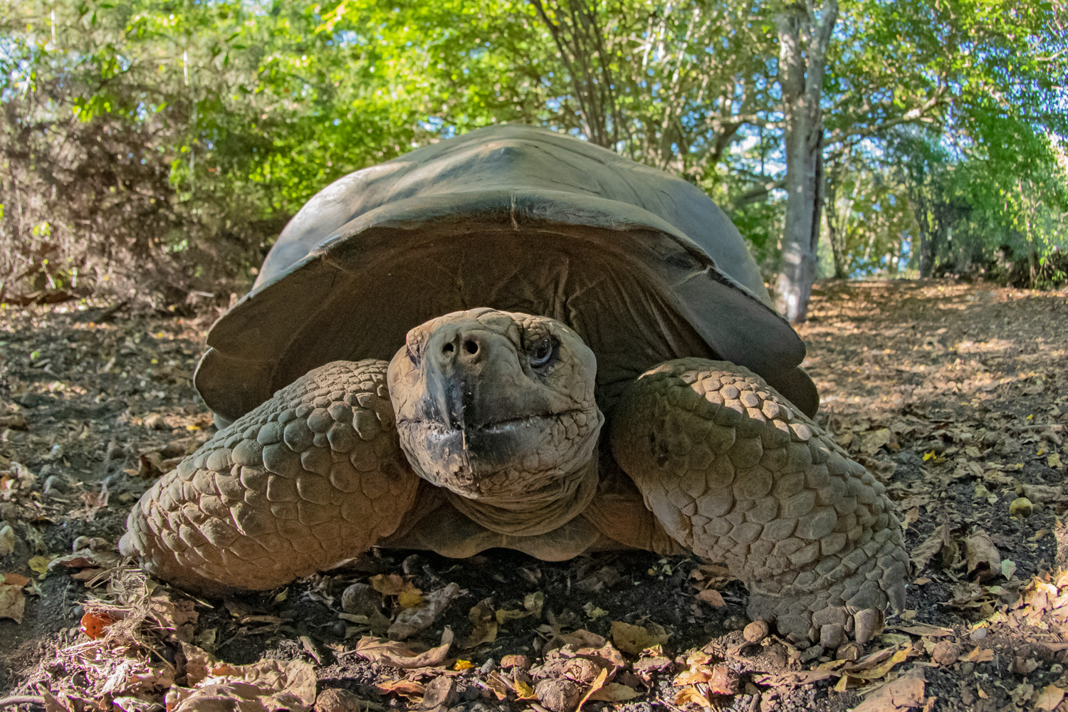 2024 Ultimate Galápagos