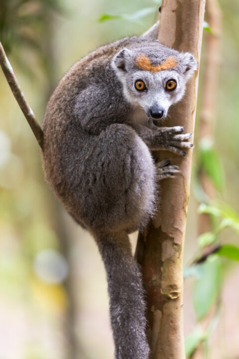 100617 Madagascar 69A9313