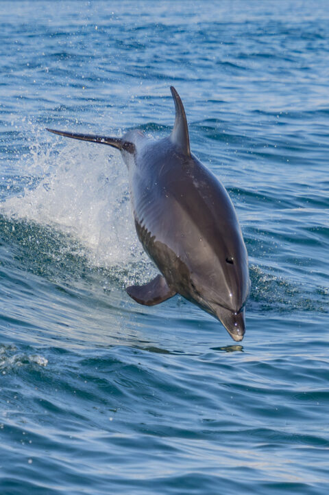 105 Bottlenose Dolphin