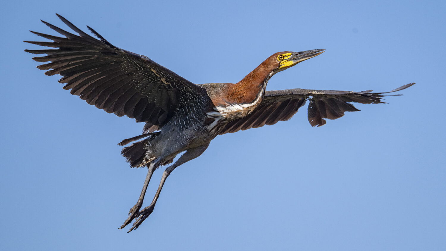 118 Rufescent Tiger Heron edited