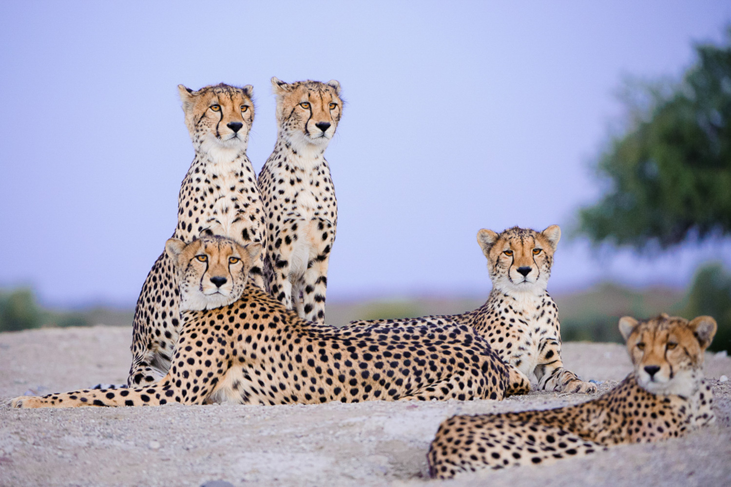2024 Botswana Wildlife Cheetah
