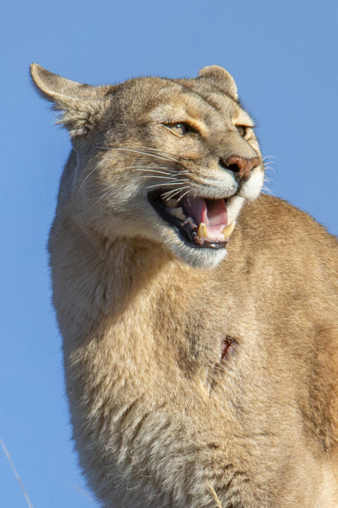 131 Caterwauling Female Puma in Heat