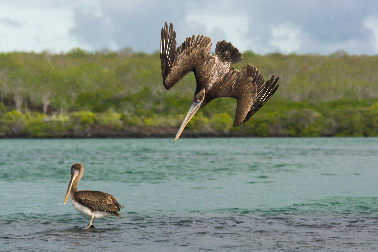 2024 Ultimate Galápagos