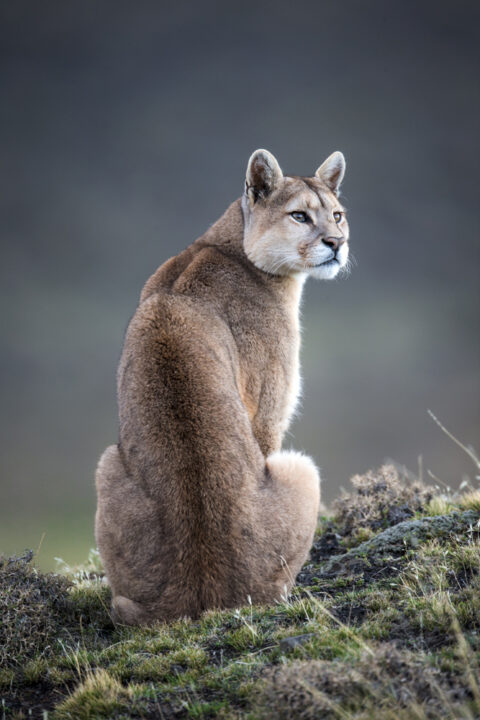 2026 Patagonian Puma Photography Tour