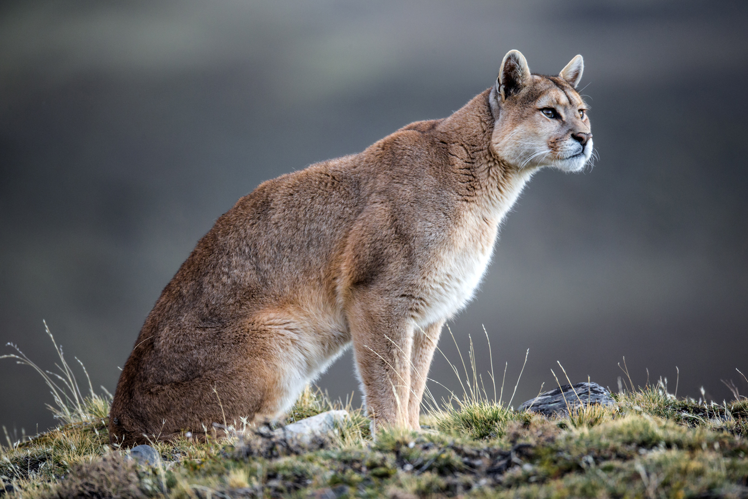 2026 Patagonian Puma Photography Tour