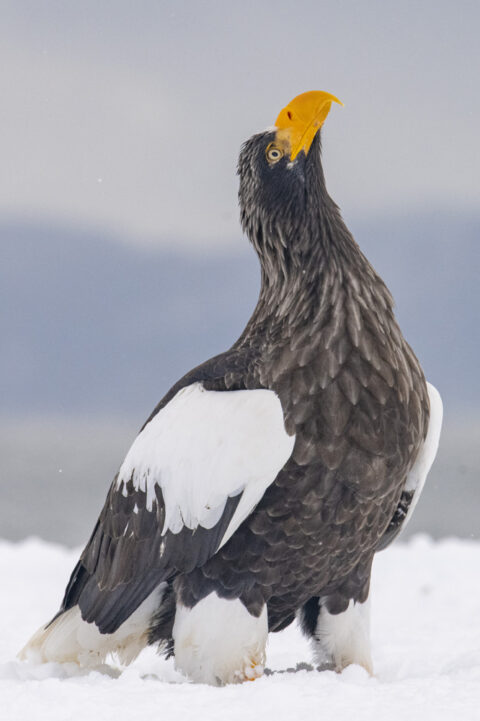 Japan’s Winter Wildlife