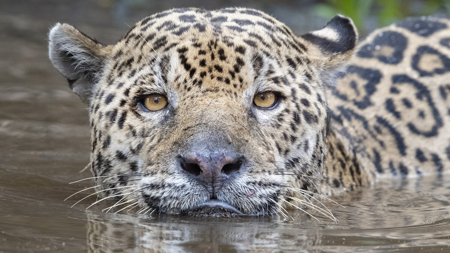 159 Irritated Adult Male edited