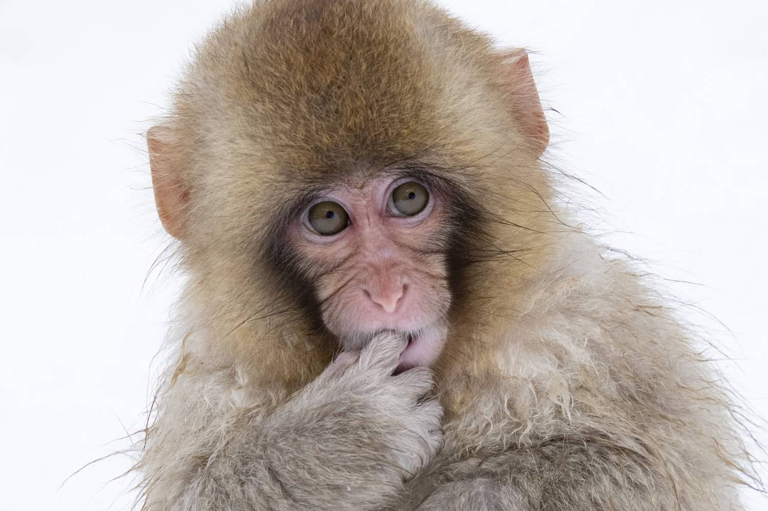 Japan's Winter Wildlife