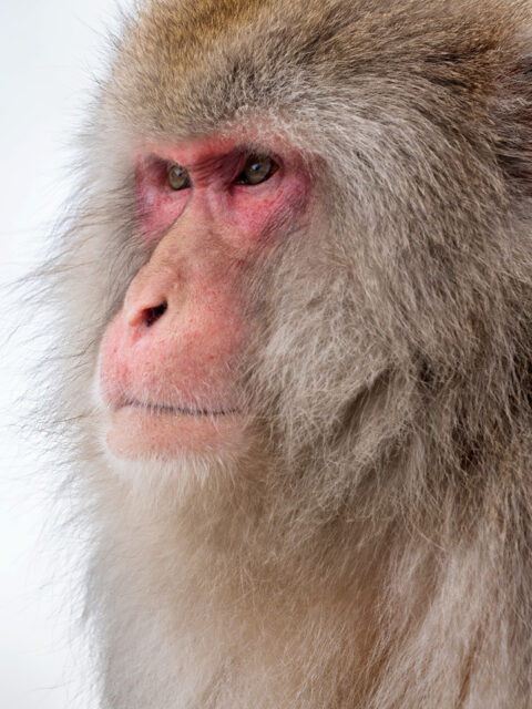 Japan’s Winter Wildlife