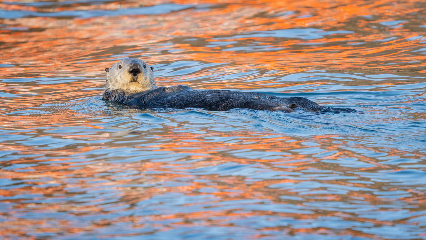 Bald Eagles of Kachemak Bay<br>2026 Trip Report - 2161417 edited