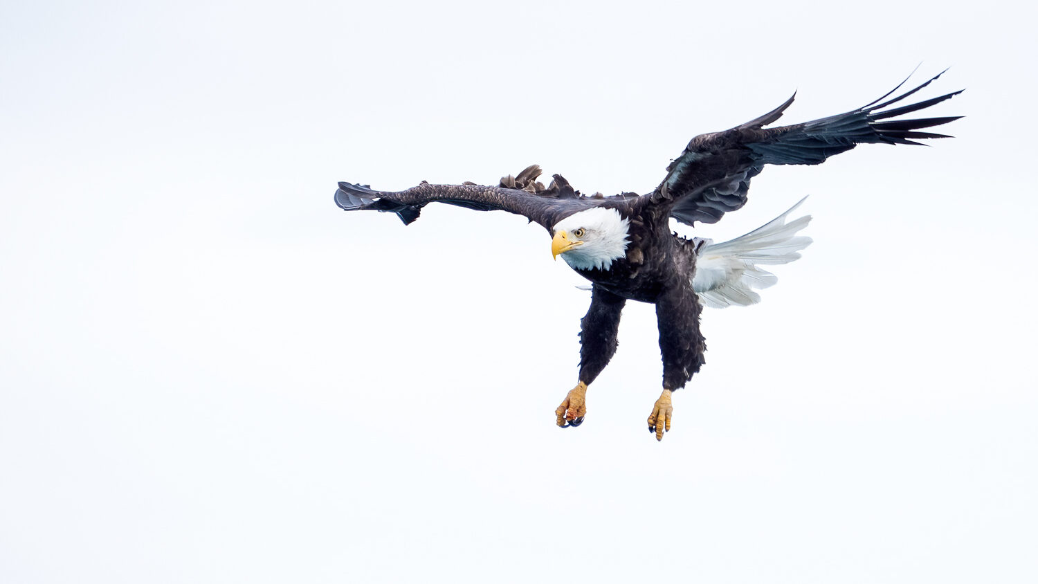 Bald Eagles of Kachemak Bay<br>2026 Trip Report - 2172829 edited