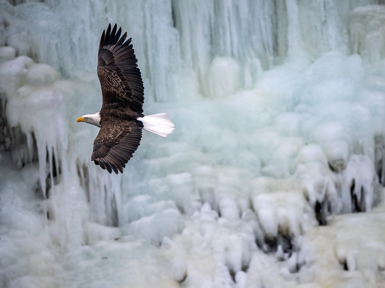 Bald Eagles, Sea Otters and Coastal Wildlife of Kachemak Bay, Alaska
