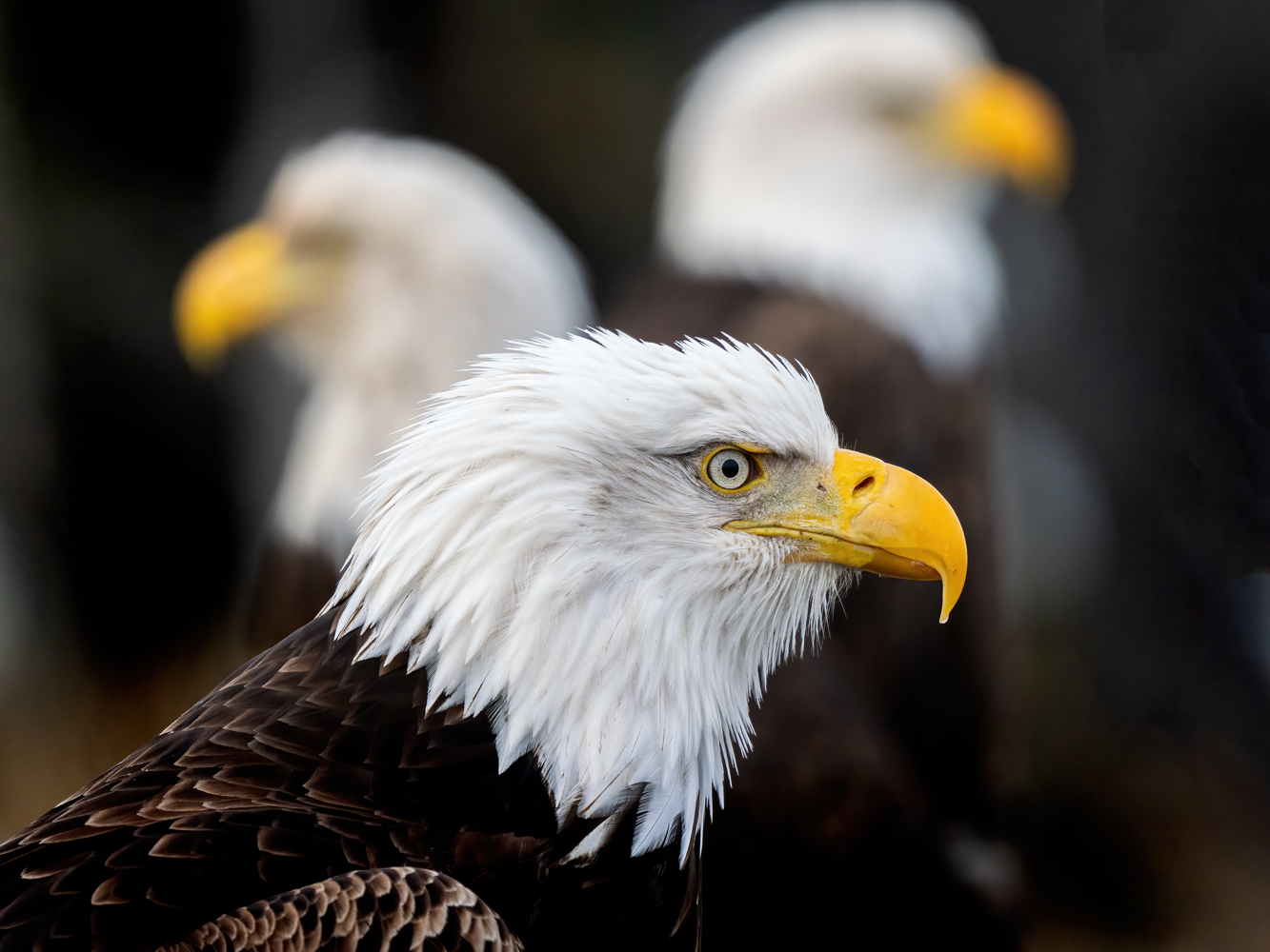 Bald Eagles, Sea Otters and Coastal Wildlife of Kachemak Bay, Alaska