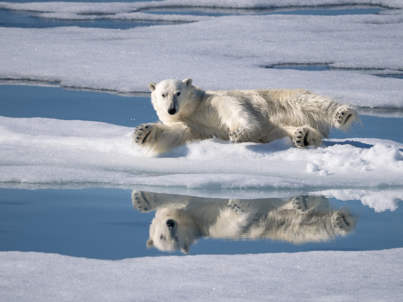 Svalbard Spitsbergen Ultimate Pack Ice Voyage 2023 Trip Report