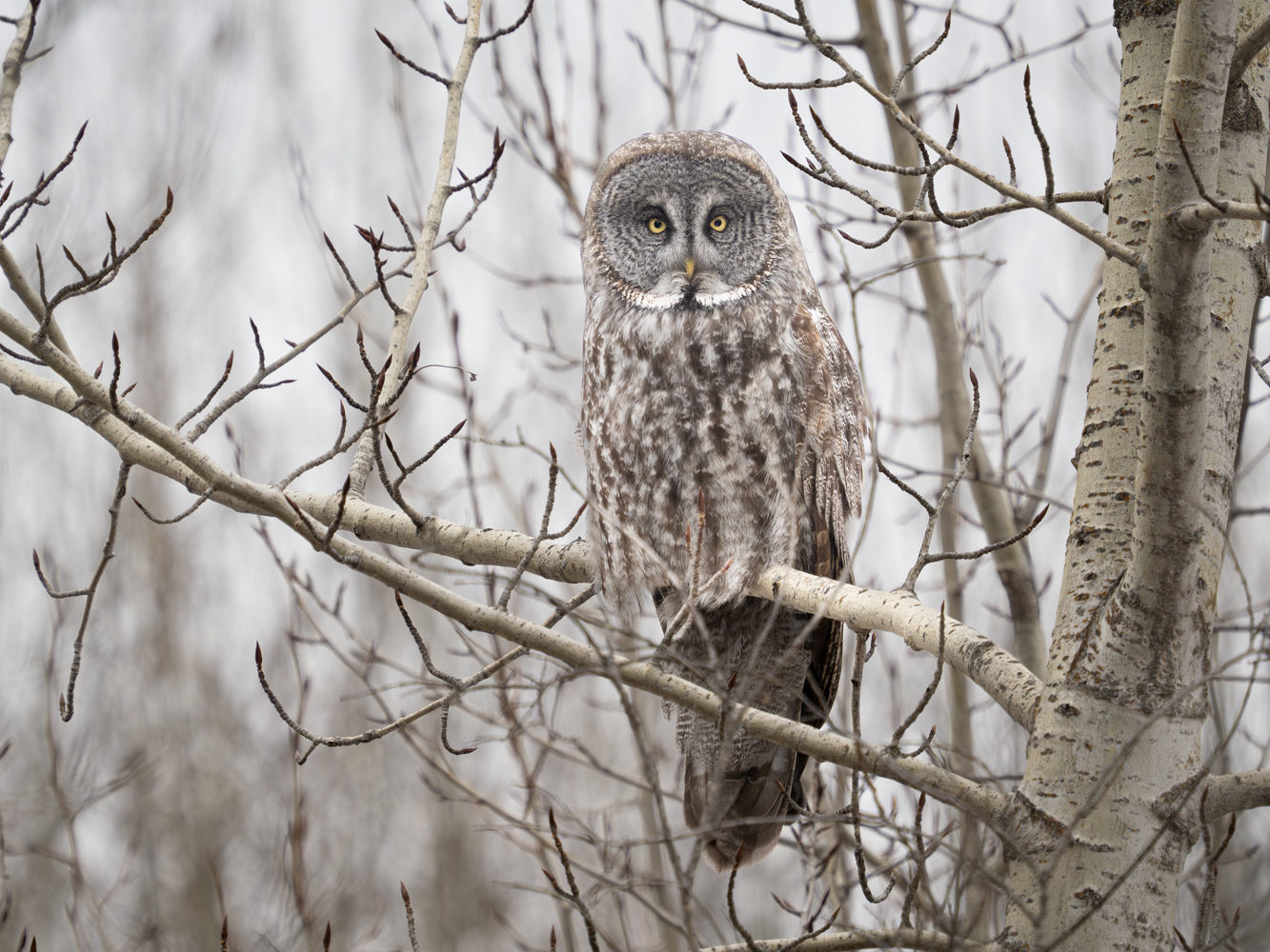 Great Gray Owls of the North Woods, Alberta
