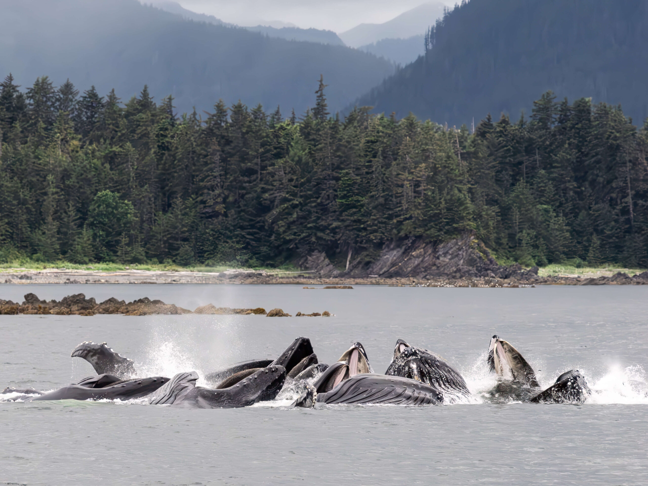 Glacier Bay National Park, Alaska 2024 Trip Report