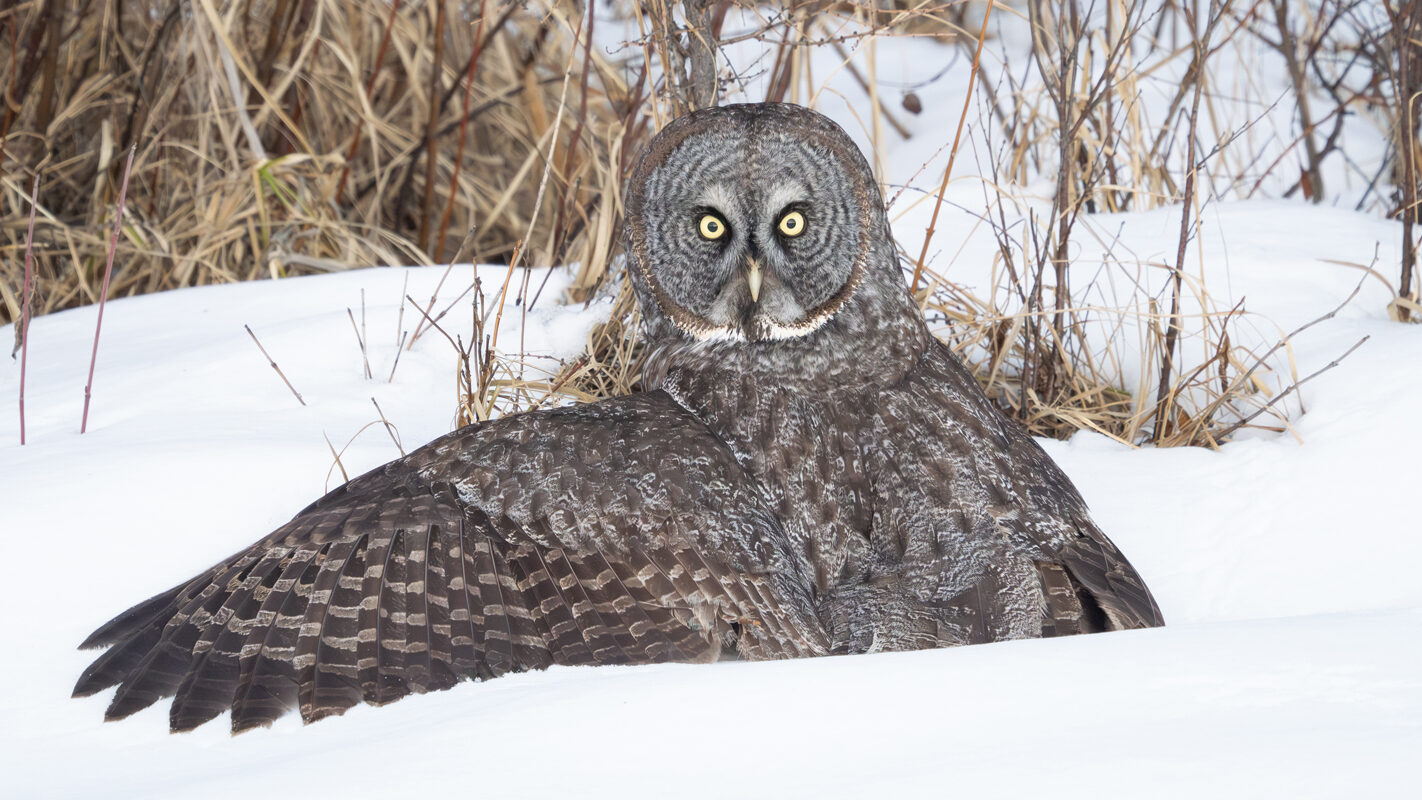 Great Gray Owls of the North Woods