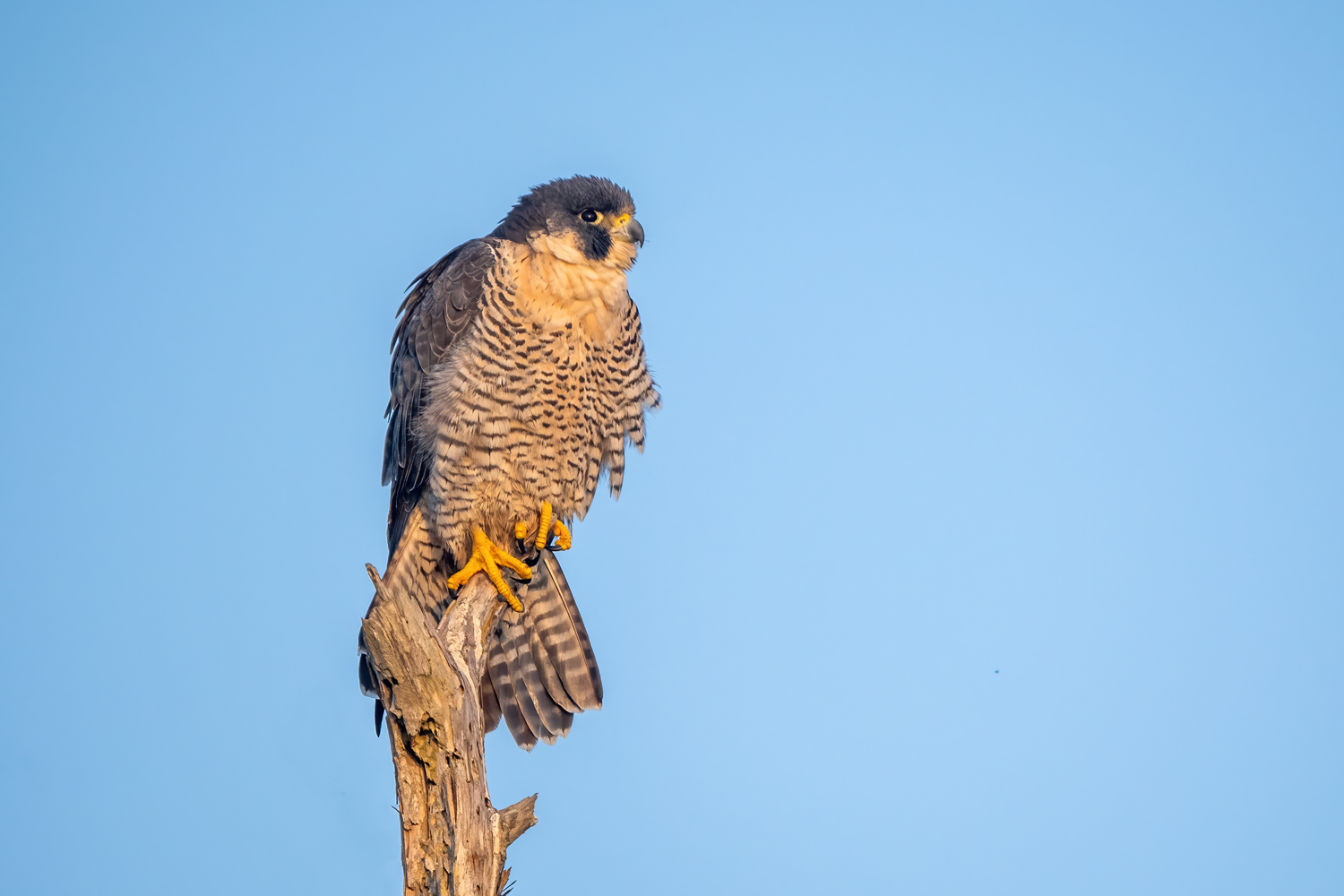 3097452 DeNoiseAI standard