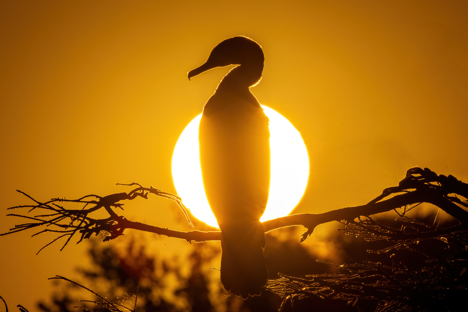 3120530 DeNoiseAI standard