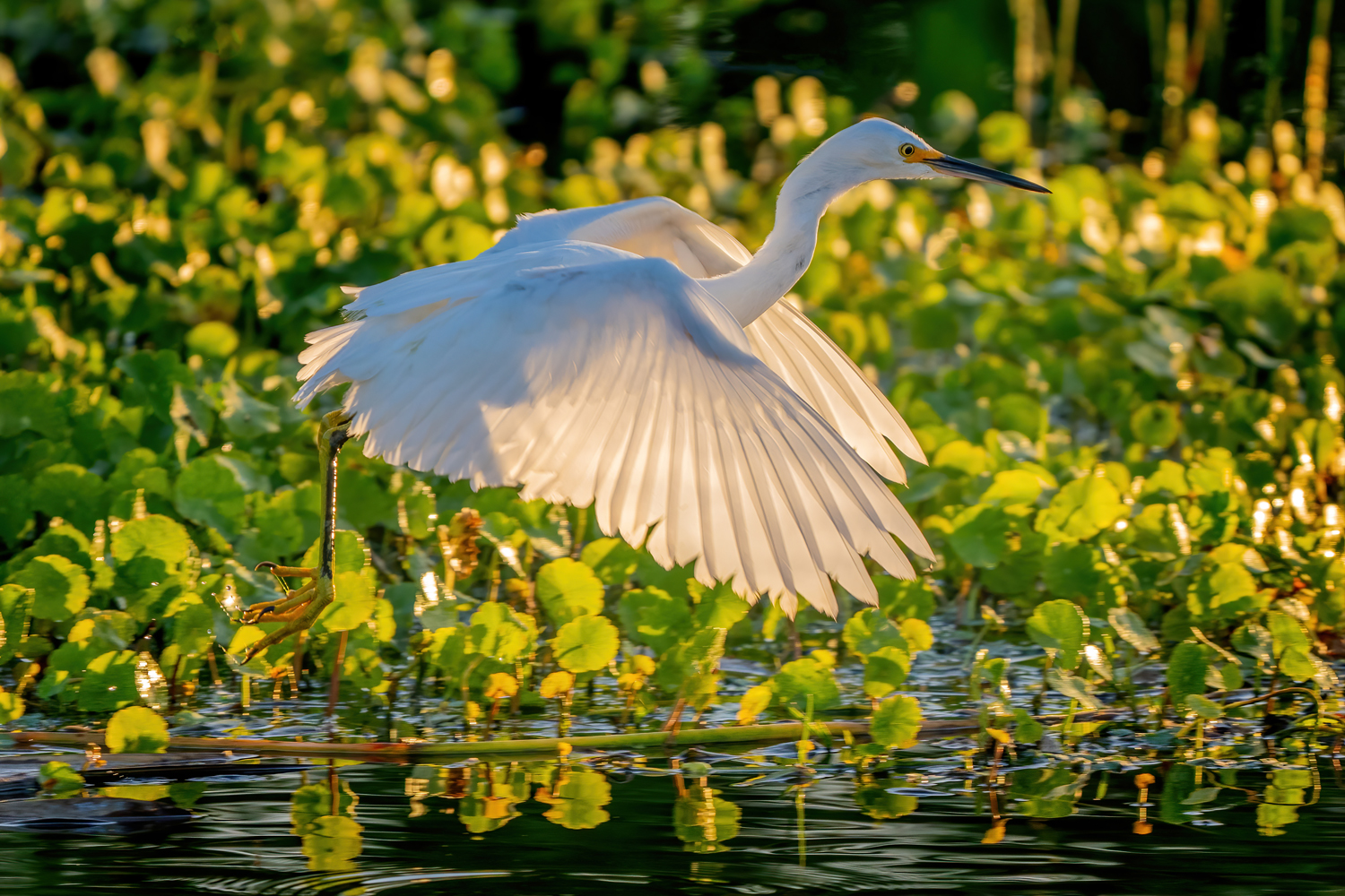 3195118 DeNoiseAI standard