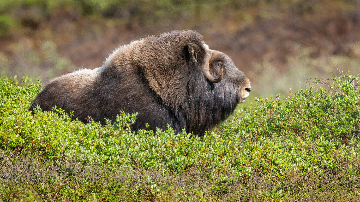 Arctic Birds and Musk Oxen of Nome Alaska
