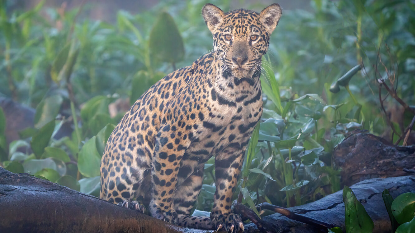 Jaguars & Wildlife of Brazil's Pantanal<br>2026 Trip Report - 7094400 edited