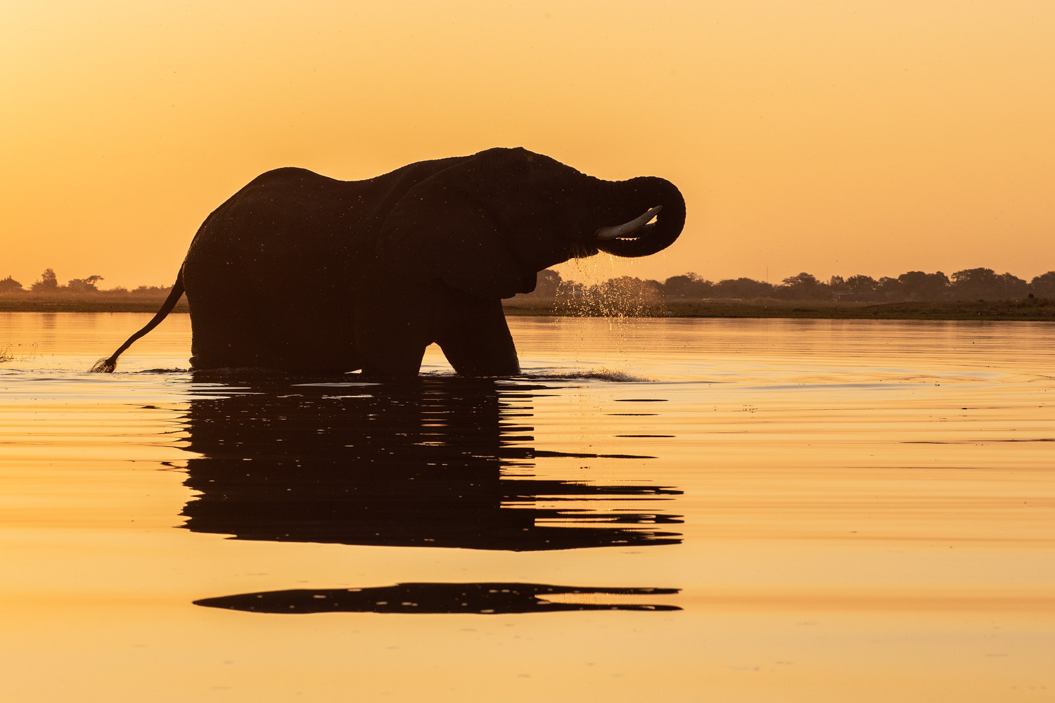 2024 Botswana Wildlife