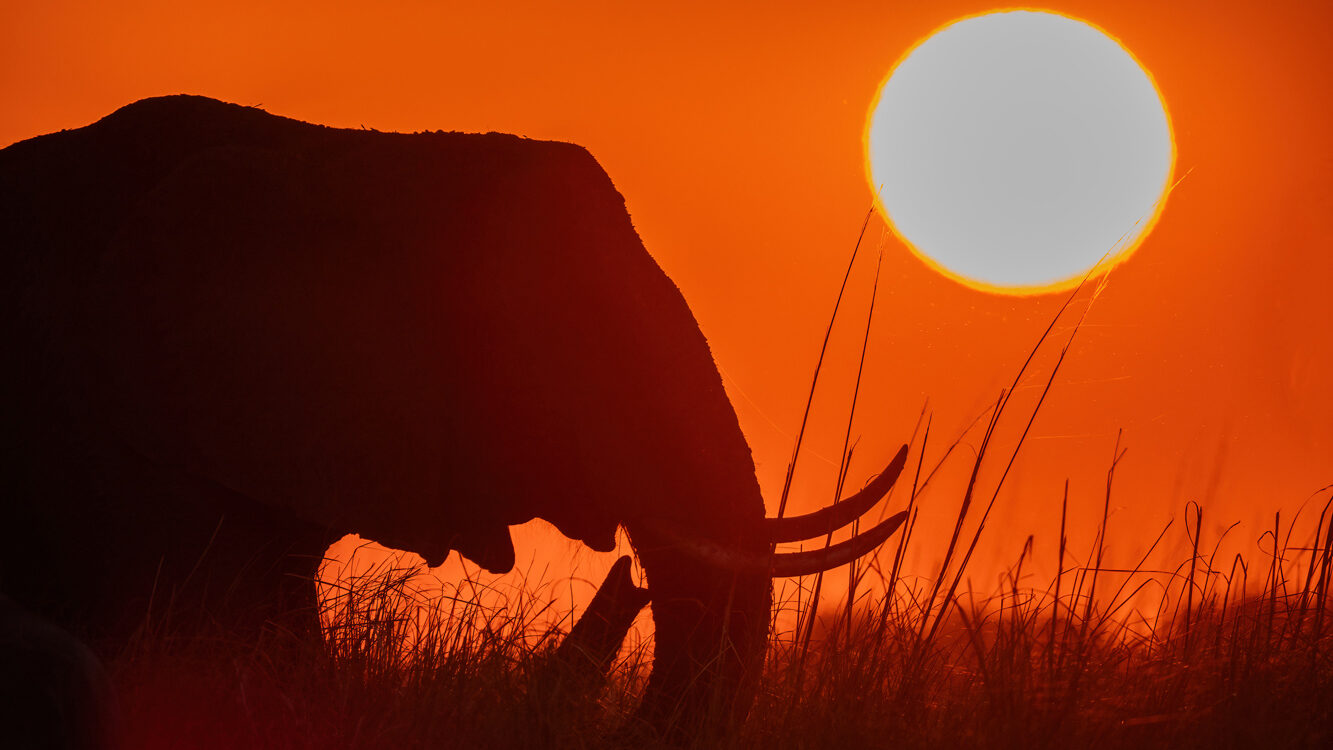 Botswana Wildlife 2026 Trip Report - 8106042 edited