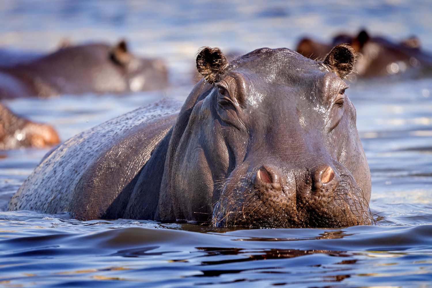 2024 Botswana Wildlife