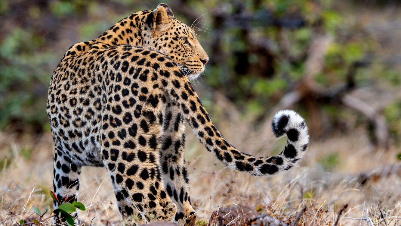 Botswana Wildlife 2026 Trip Report - 8127448 edited