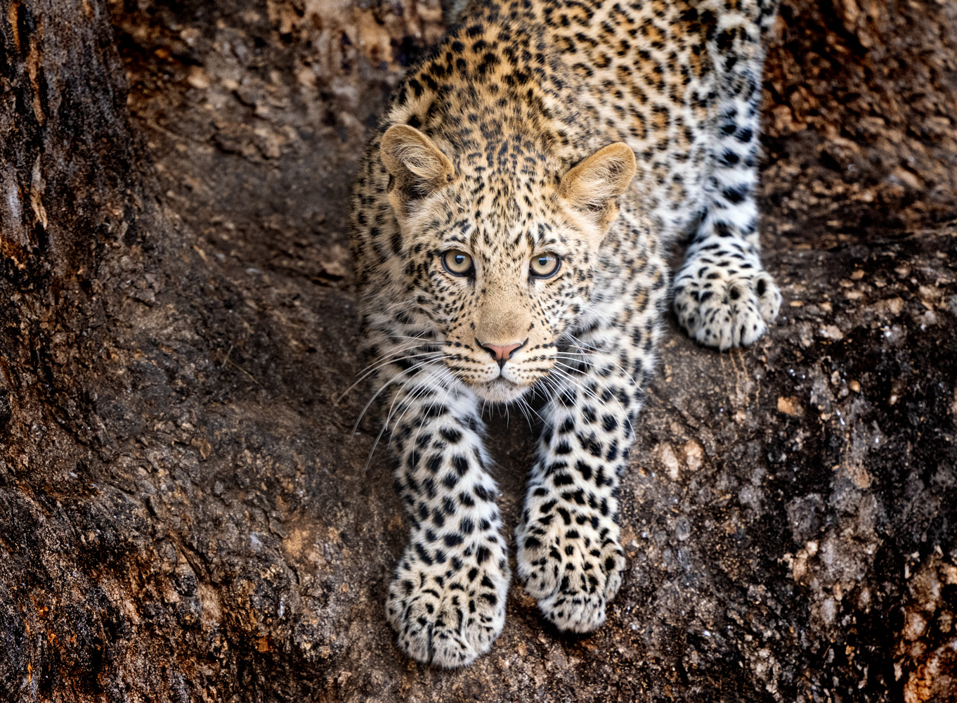 Botswana Wildlife tiger