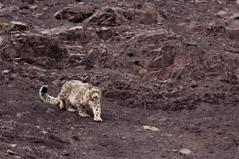 Snow Leopards of Ladakh