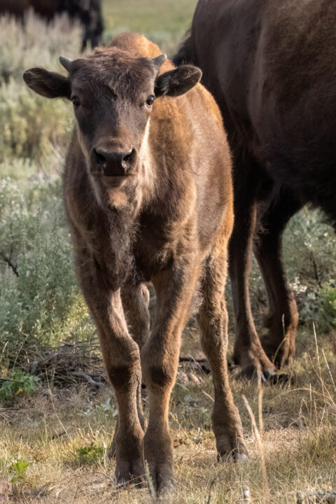 Yellowstone Bison Rut 2026 Trip Report - Calf