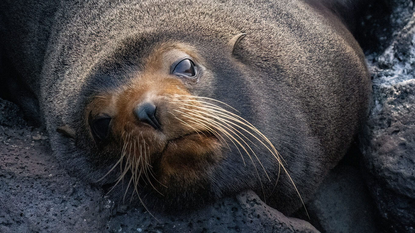 G fur sea lion edited