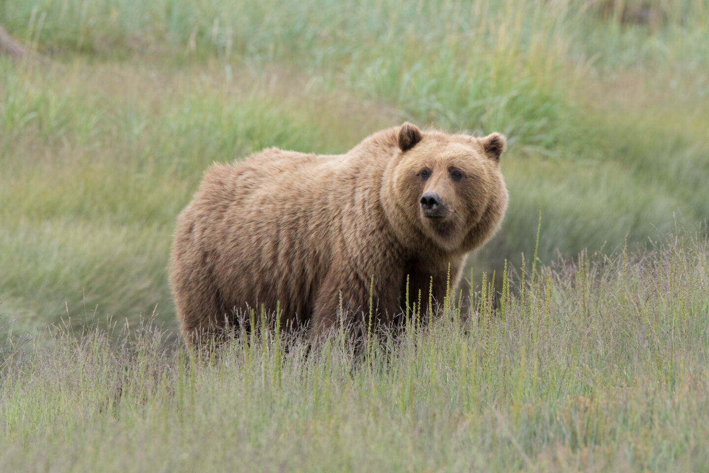 2024 Silver Salmon Creek, Alaska Brown Bears Photo Tours - Van Os Photo ...