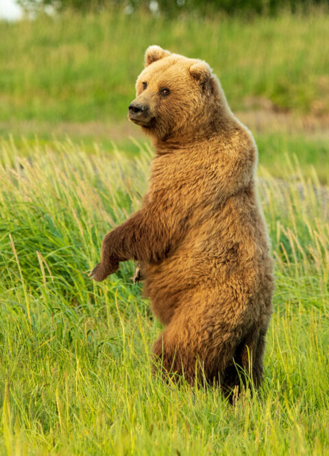 Brown Bears of Silver Salmon Creek