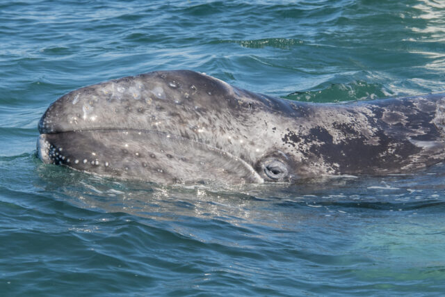 Gray Whale Calf 3