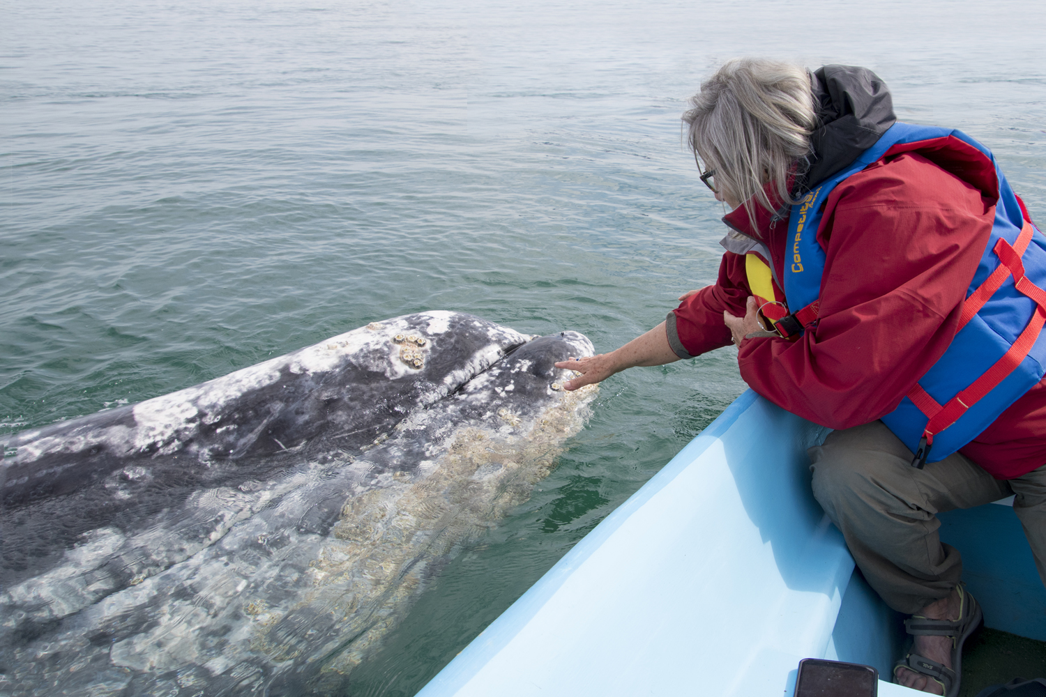 2025 Gray Whales of Mexico's Baja Peninsula