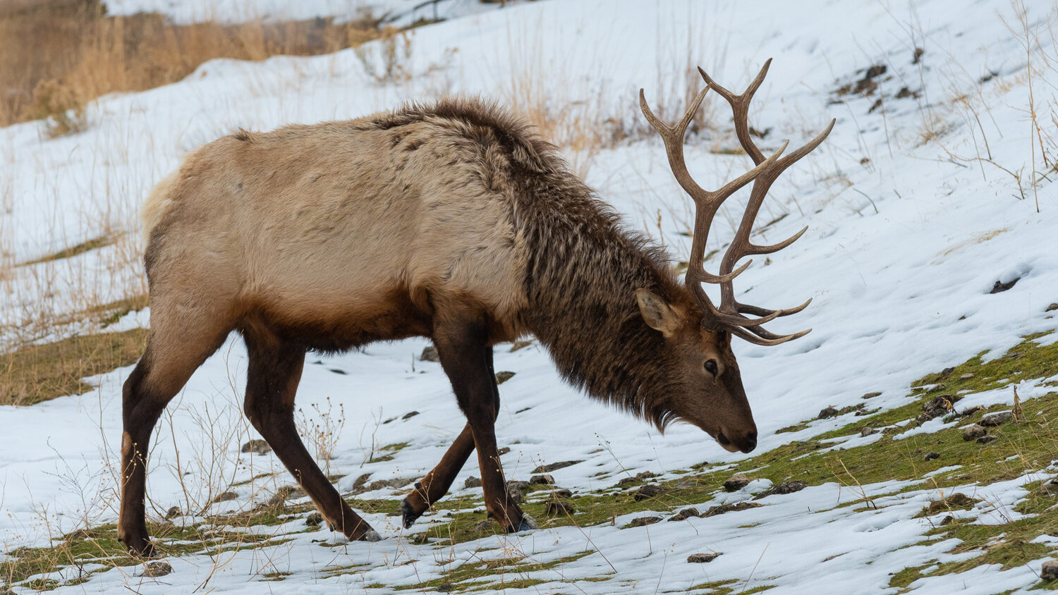 2024 Yellowstone in Winter
