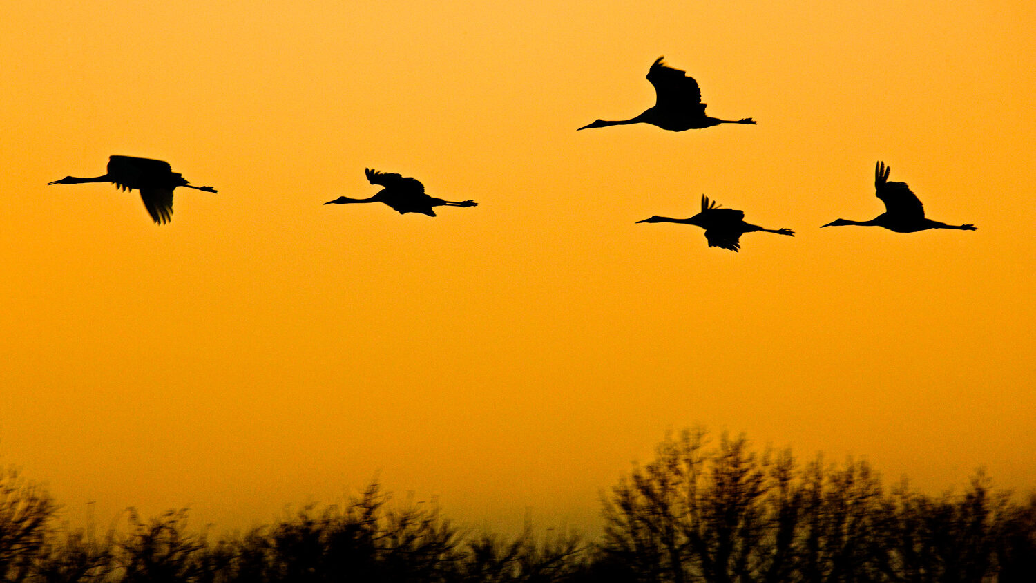 2024 Japan's Winter Wildlife