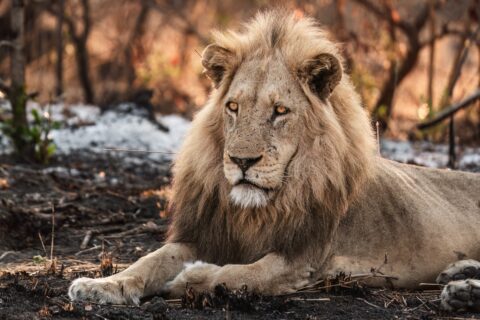 male lion in the forest in zambia