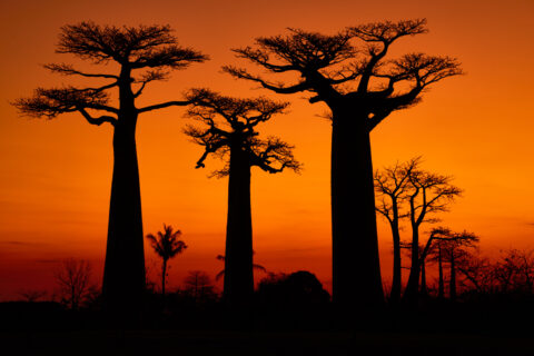 2026 Wild Madagascar