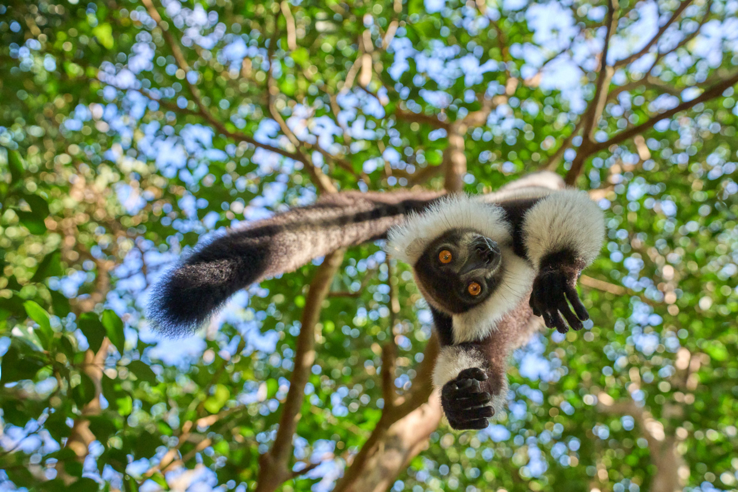 2026 Wild Madagascar