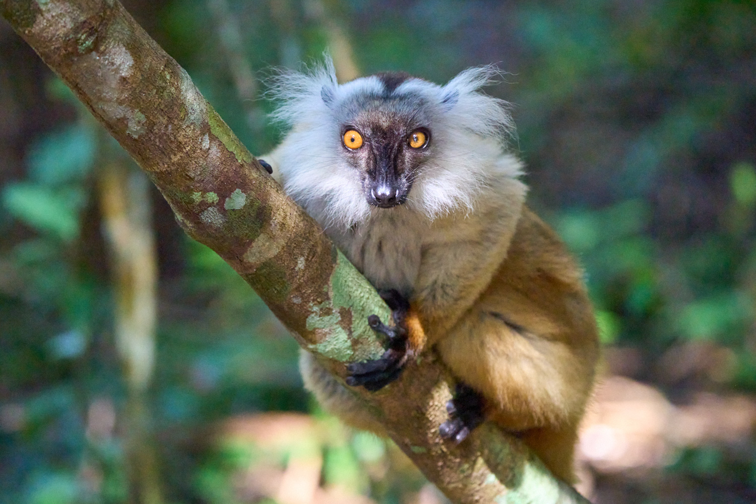 2026 Wild Madagascar