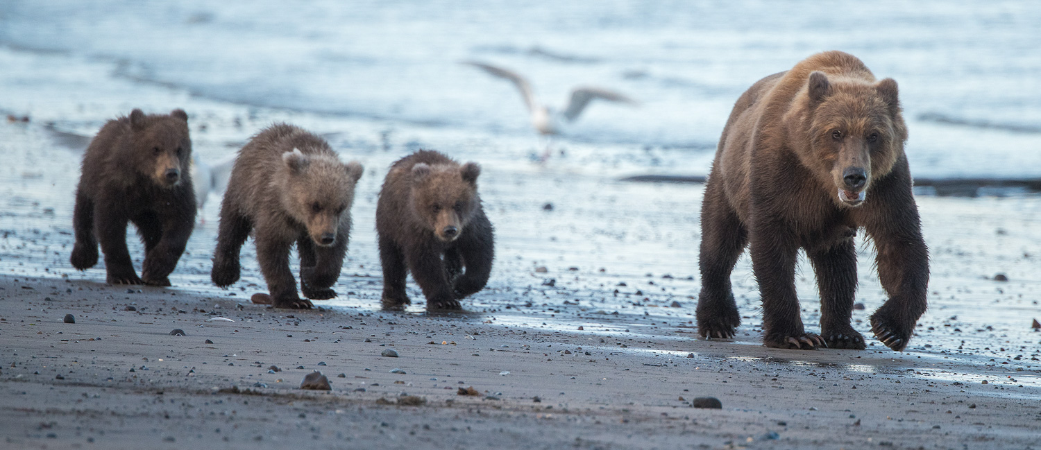 Mother 3 cubs running cropped GLA2586