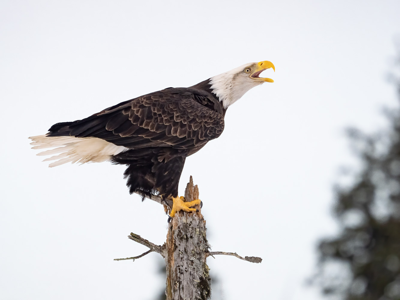 Bald Eagles, Sea Otters & Coastal Wildlife