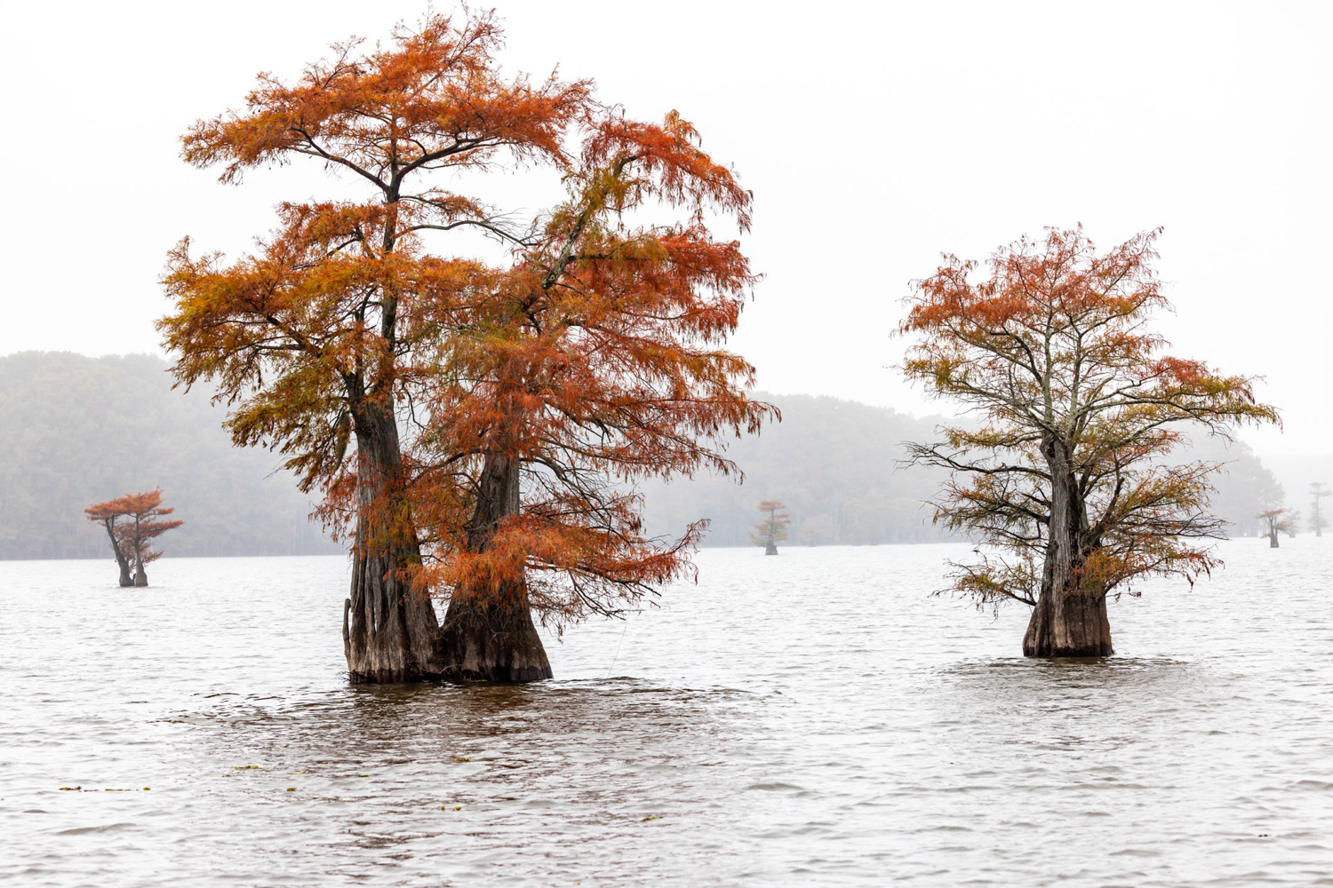 Caddo Lake and Big Cypress Bayou, Texas in Autumn