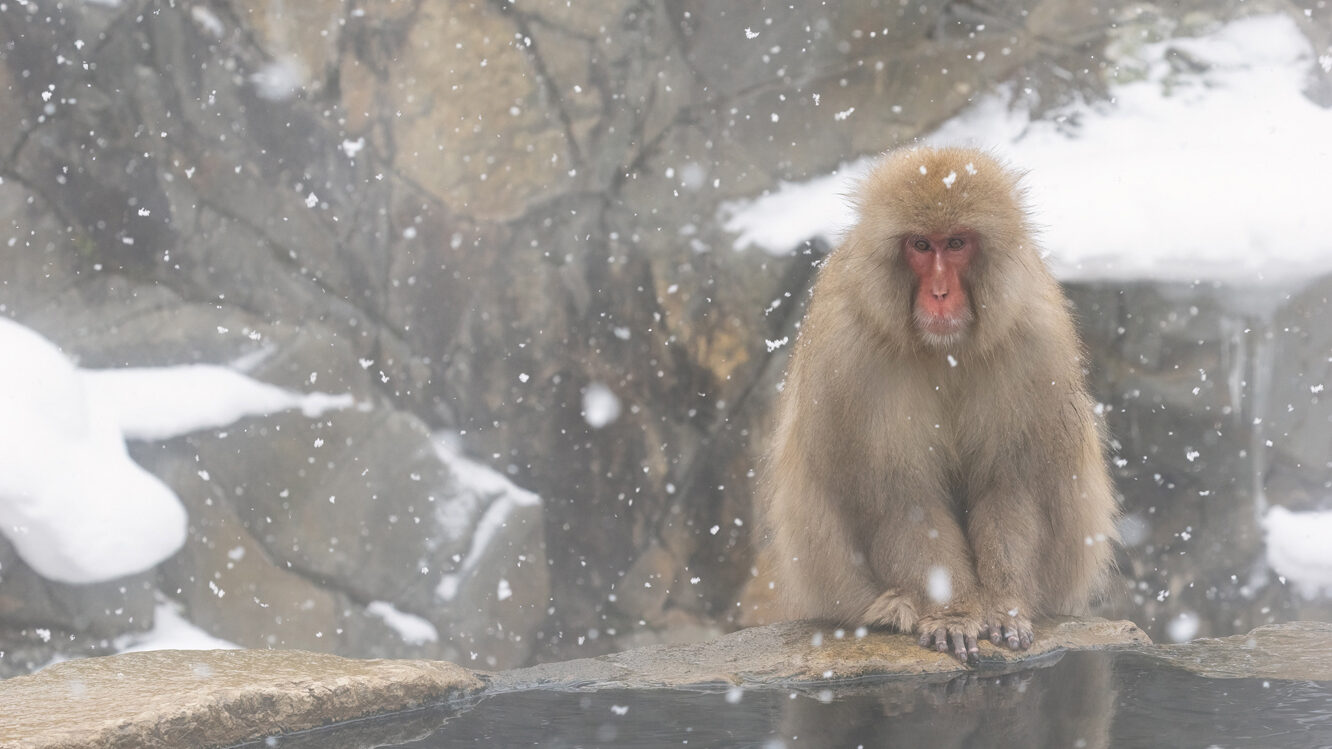 Snow poolside edited