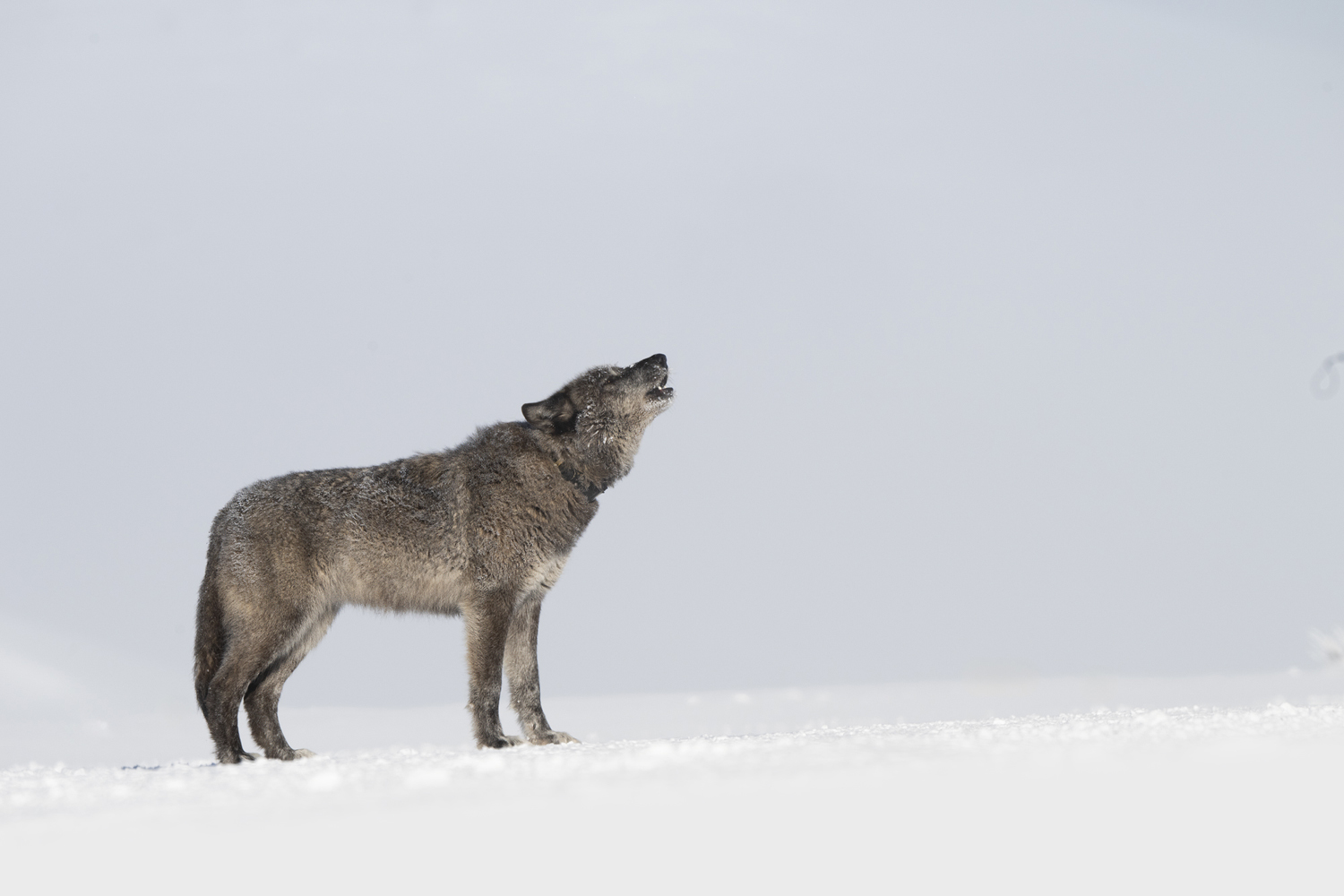 Yellowstone in Winter 2025 Trip Report Tour One